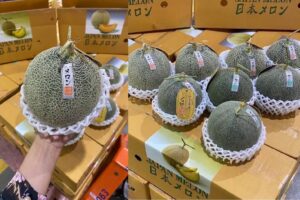 shortketxfarmsalad-Products13 เมล่อนญี่ปุ่น ยูบาริ