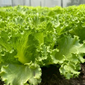 shortketxfarmsalad-Products20 ผักกาดหอมใบ