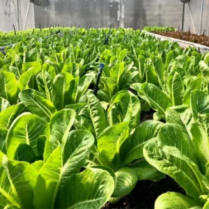 shortketxfarmsalad-Products21 ผักสลัดกรีนคอส