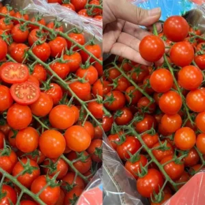 shortketxfarmsalad-Products5 มะเขือเทศเชอร์รี่ ญี่ปุ่น