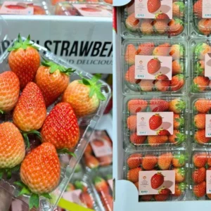 shortketxfarmsalad-Products6 สตรอเบอร์รี่ เกาหลี